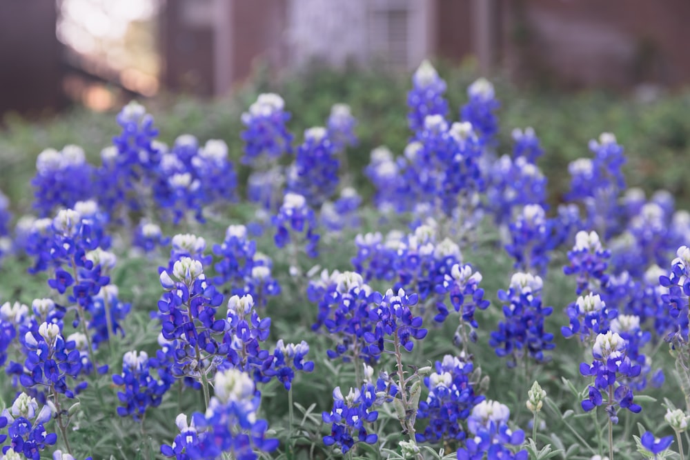Texas bluebonnets in bloom